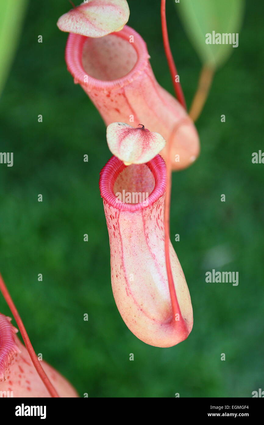 Pitcher plant, Nepenthes Stock Photo