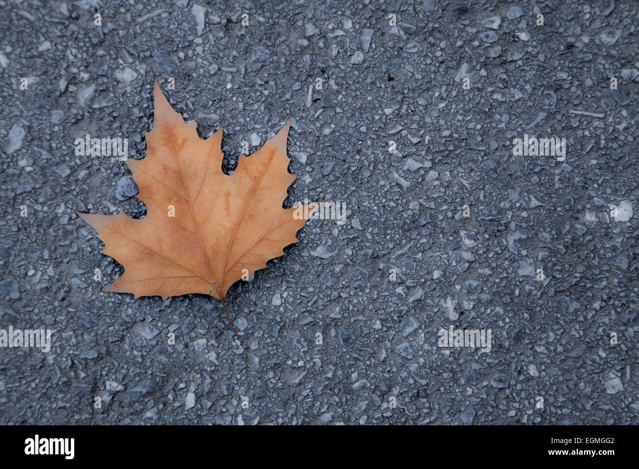 fallen leaf on the gray gravel pavement Stock Photo - Alamy