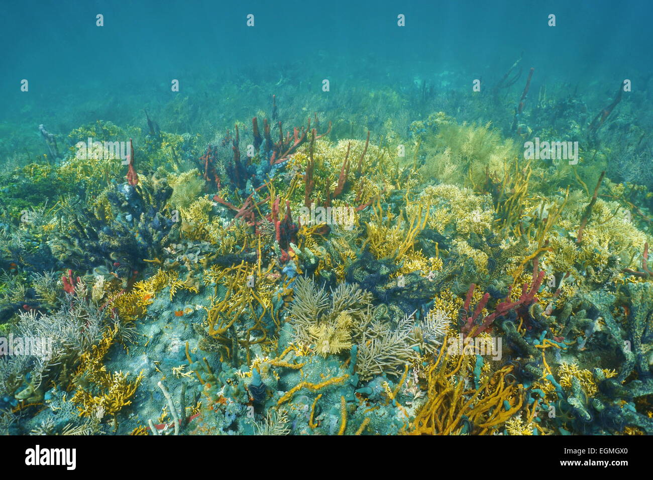 Underwater landscape on a lush and colorful coral reef of the Caribbean