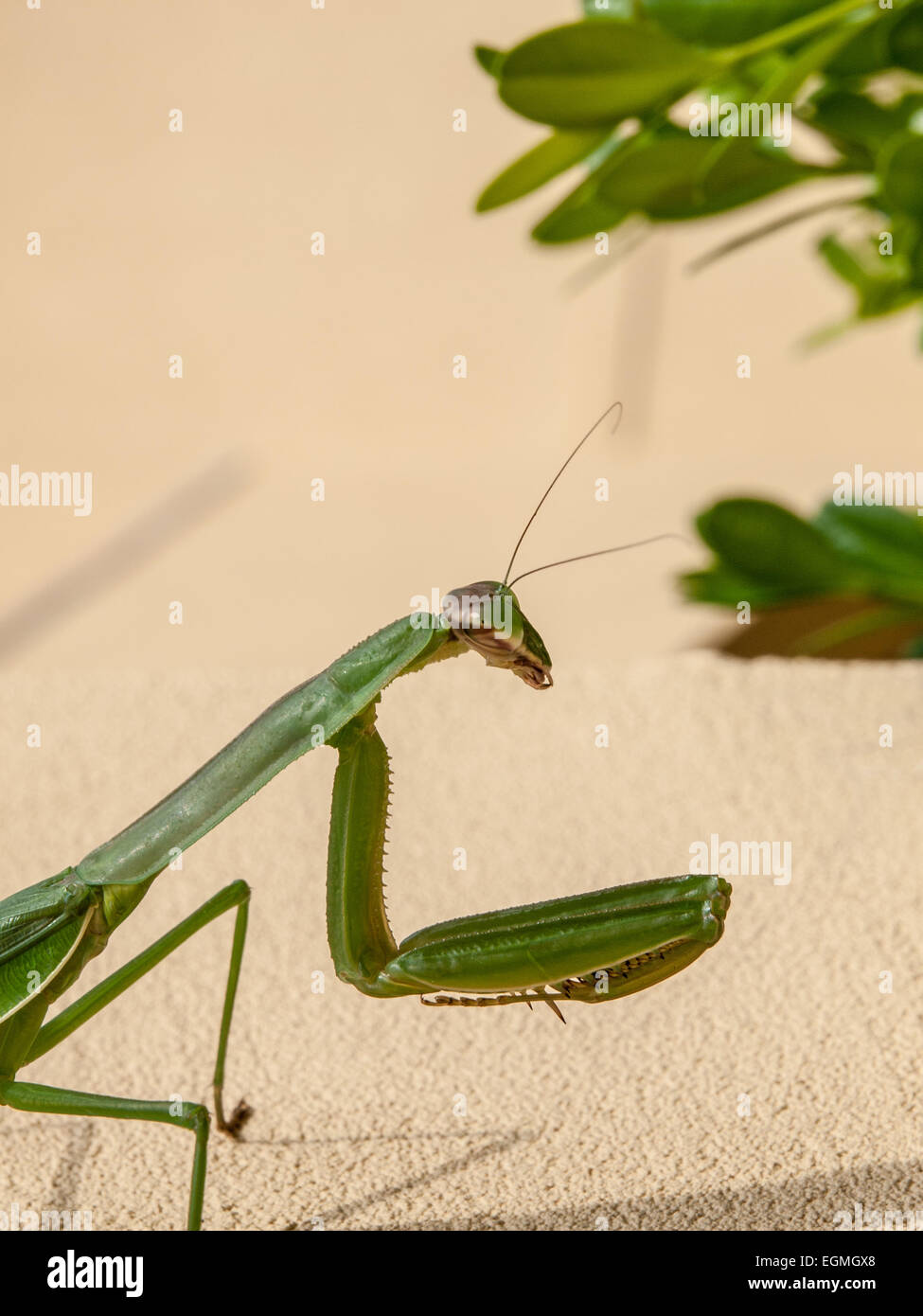 Praying Mantis Stock Photo