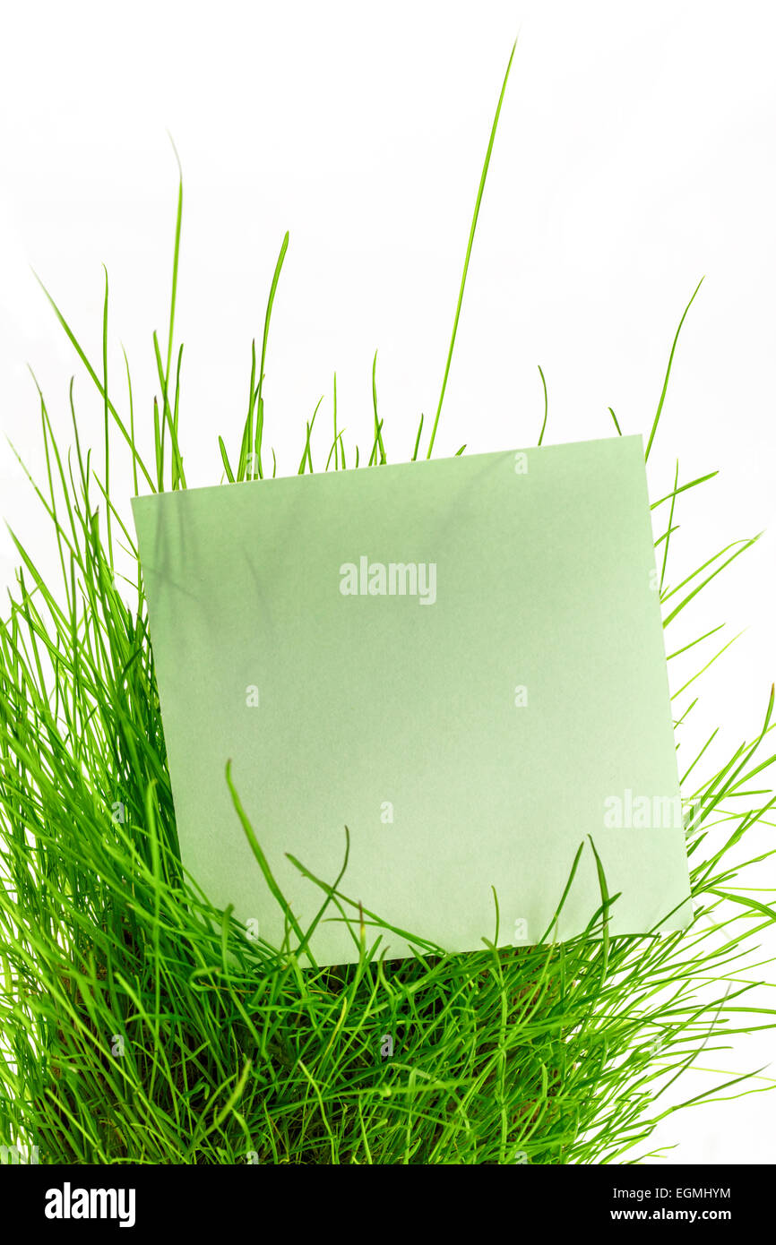 Blank green sticker in fresh green grass Stock Photo Alamy