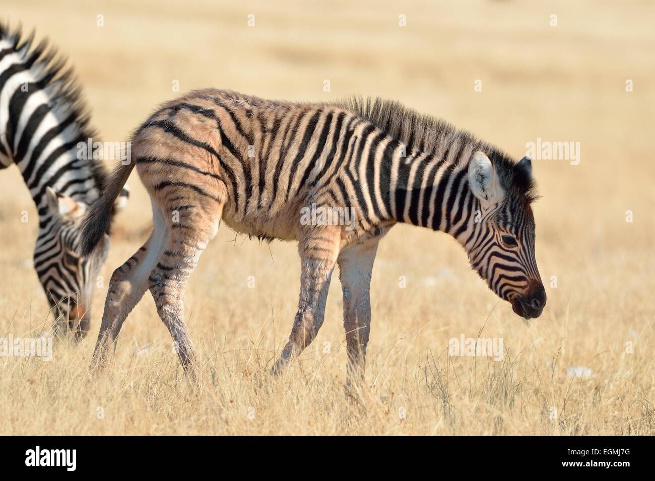 Burchell's zebra foal (Equus burchelli), searching for food, in dry grass, Etosha National Park, Namibia, Africa Stock Photo