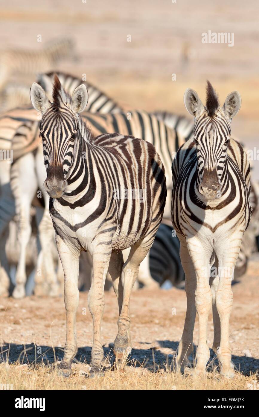 Two young Burchell's zebras (Equus burchelli), standing at waterhole, Etosha National Park, Namibia, Africa Stock Photo