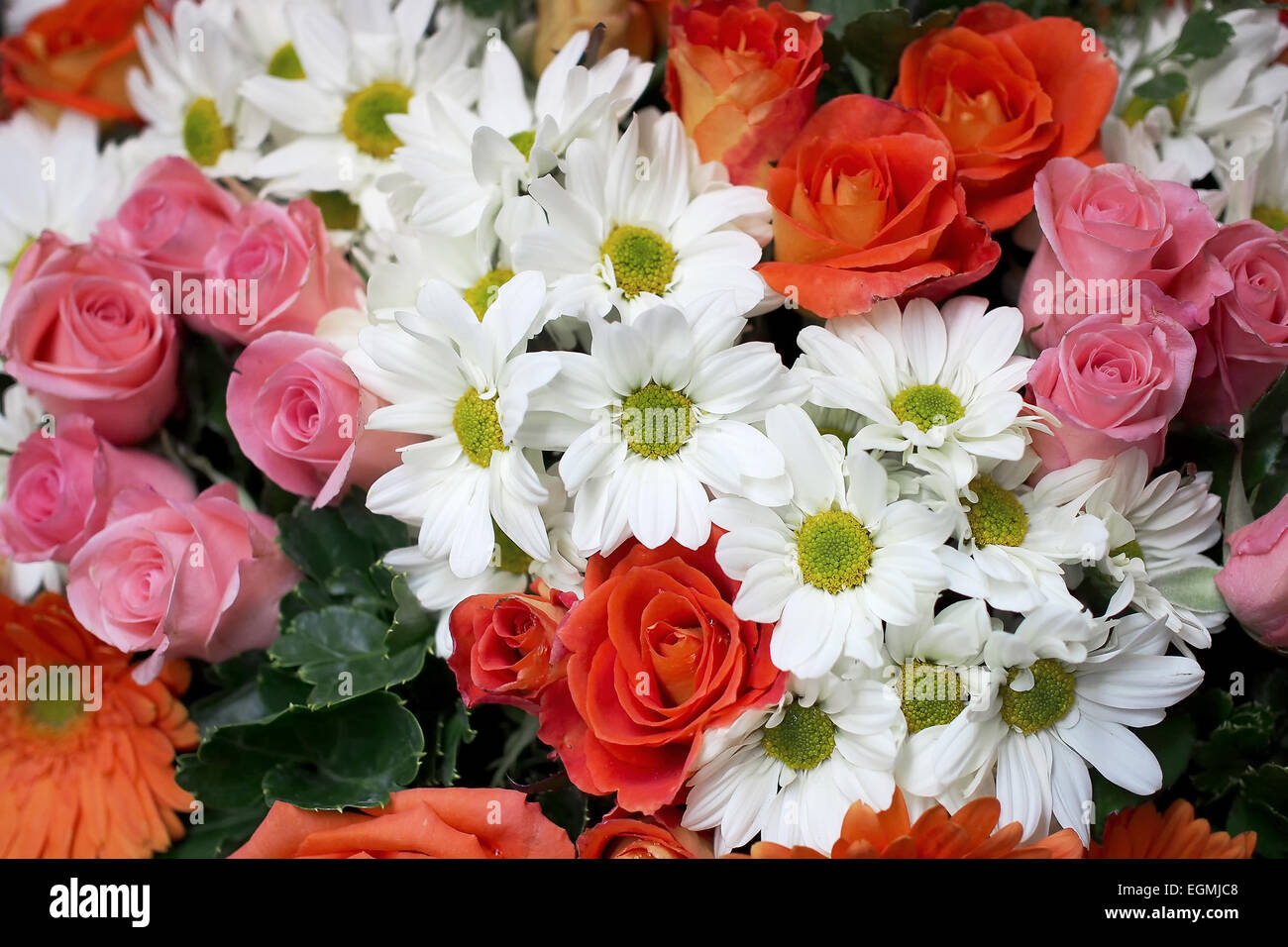 various flower rose gerbera daisy chrysanthemum Stock Photo Alamy