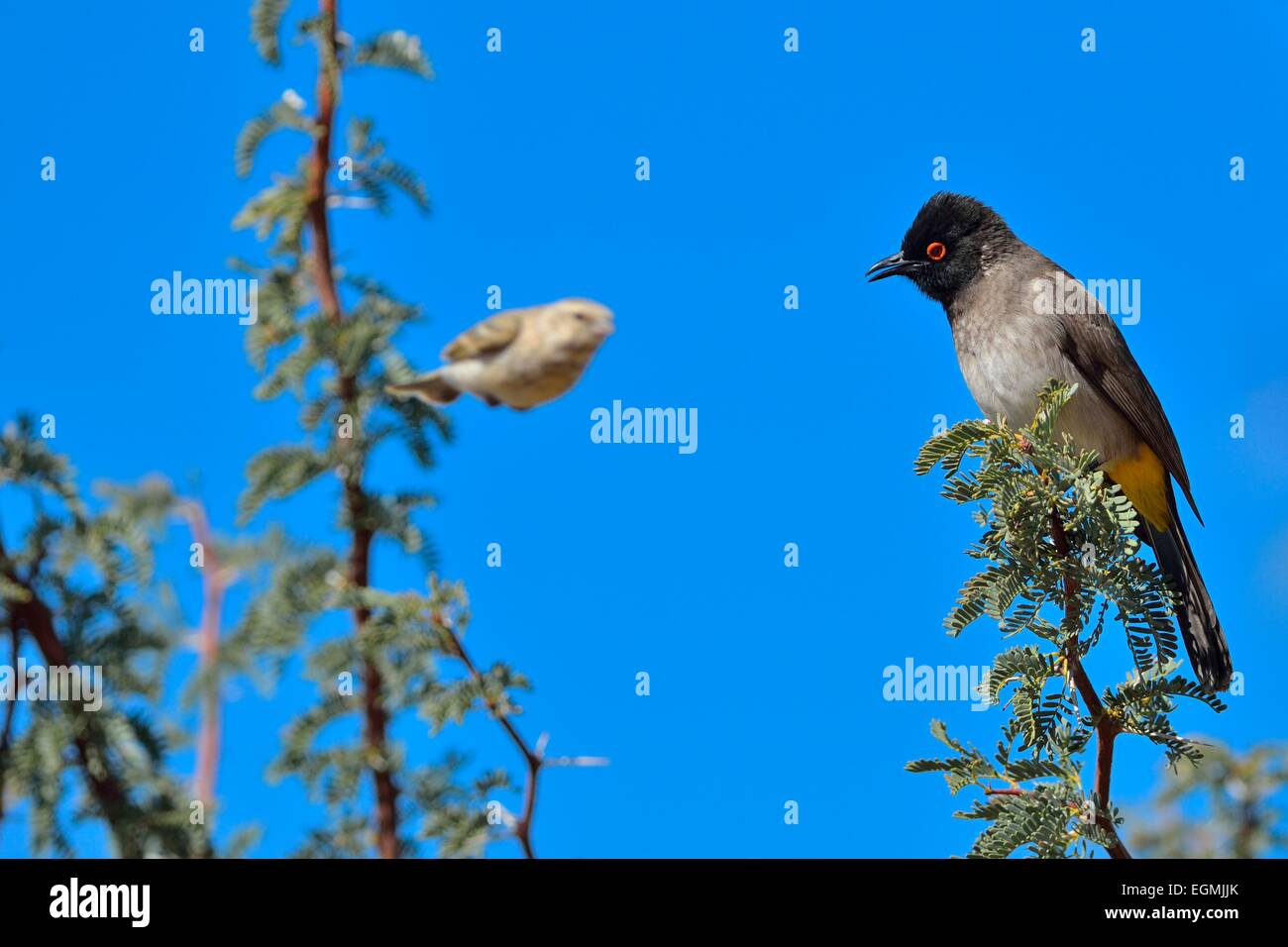 African Red-eyed Bulbul (Pycnonotus nigricans), on a branch, and a Black-throated canary, flying, Kgalagadi Park, South Africa Stock Photo