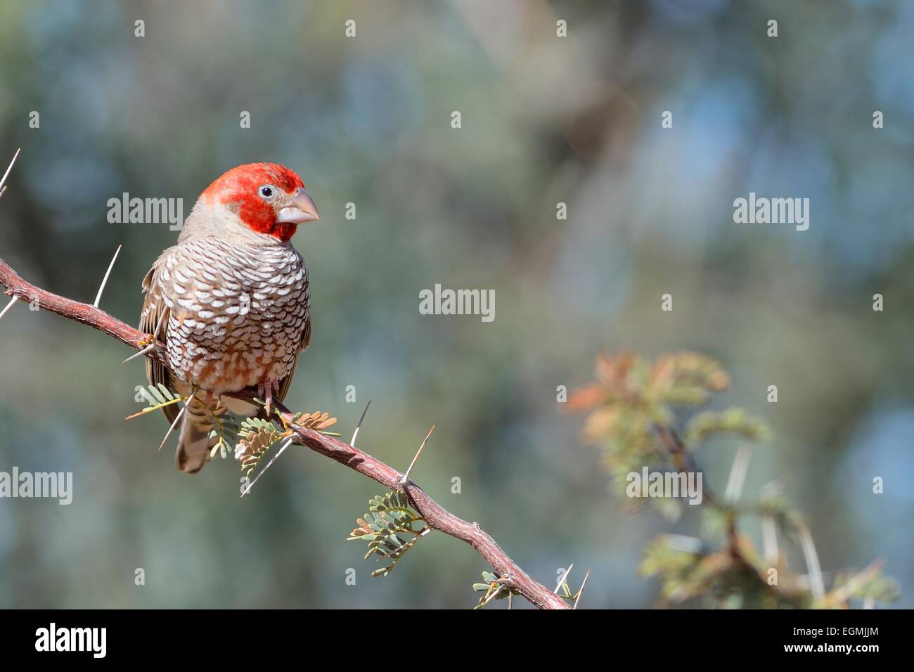 Red-headed Finch (Amadina erythrocephala), male perched on a branch, Kgalagadi Transfrontier Park, Northern Cape, South Africa Stock Photo