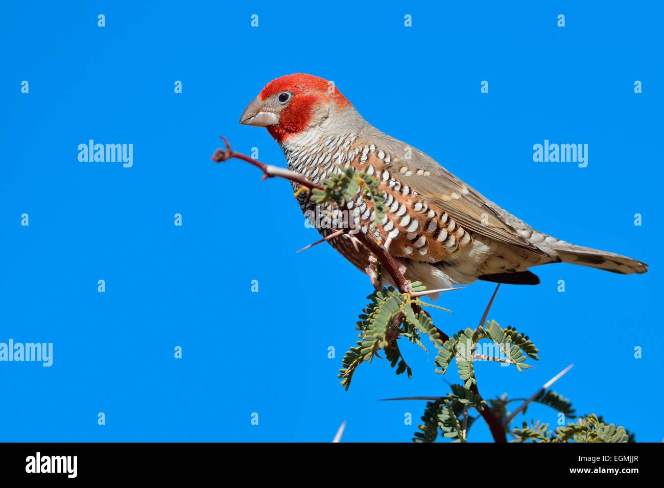 South african finches hi-res stock photography and images - Alamy