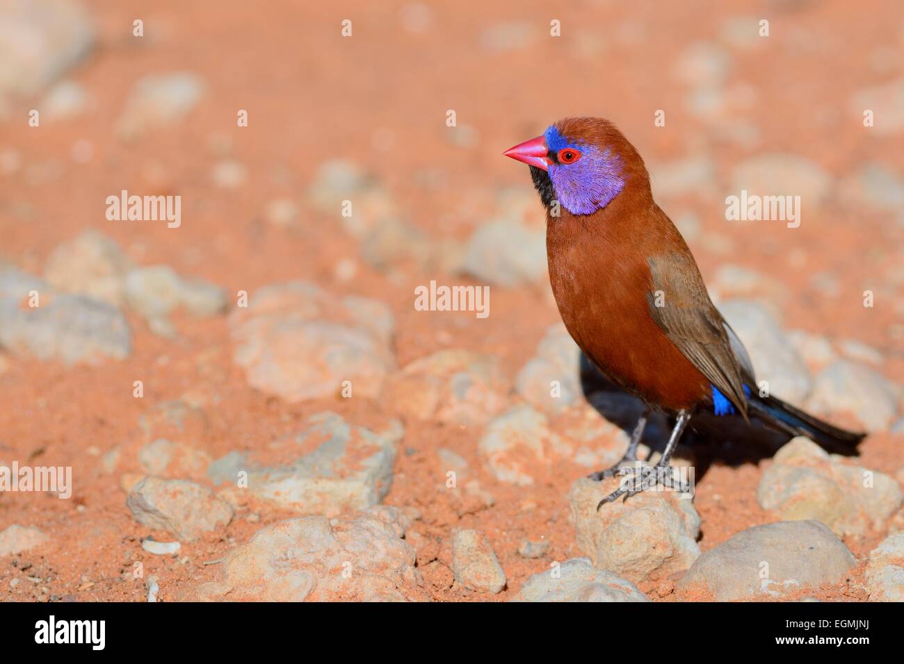 Violet-eared Waxbill (Uraeginthus granatina), male, standing on a stone, Kgalagadi Transfrontier Park,Northern Cape,South Africa Stock Photo