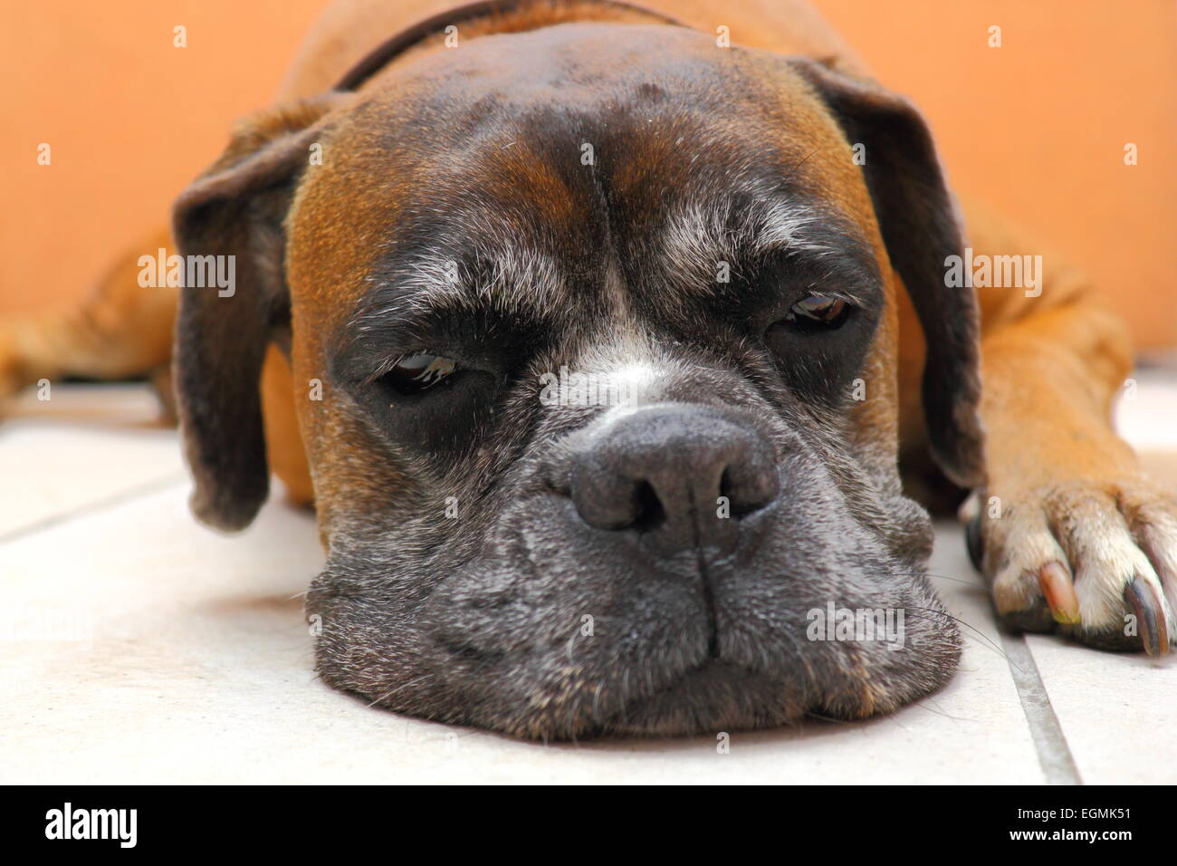 boxer breed sleeping on the floor Stock Photo Alamy
