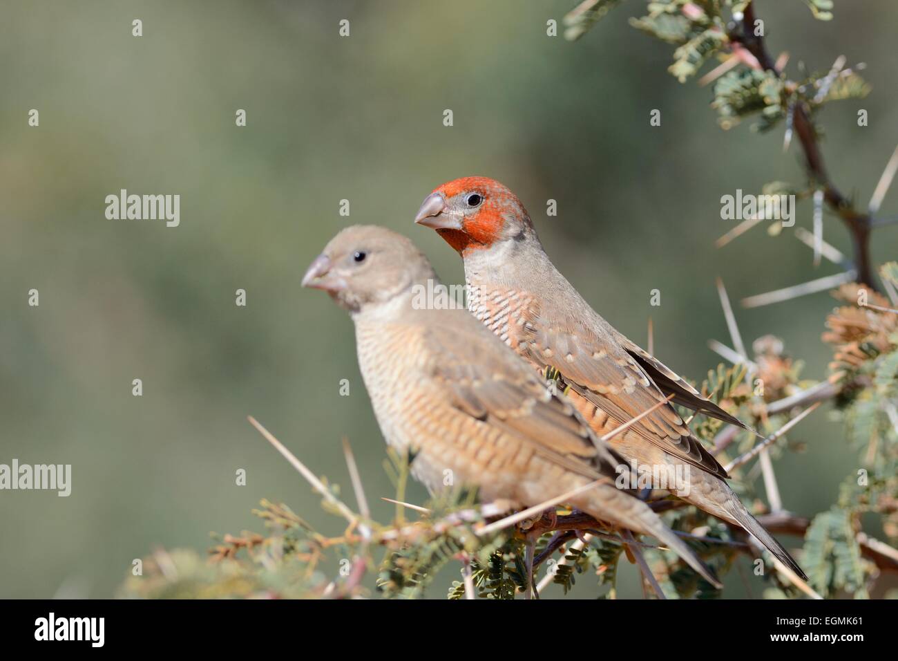 Red-headed Finches (Amadina erythrocephala), female and male, Kgalagadi Transfrontier Park, Northern Cape, South Africa, Africa Stock Photo