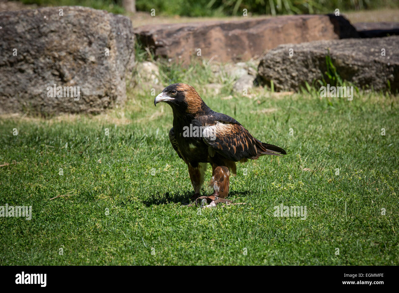 Australian eagle hi-res stock photography and images - Alamy