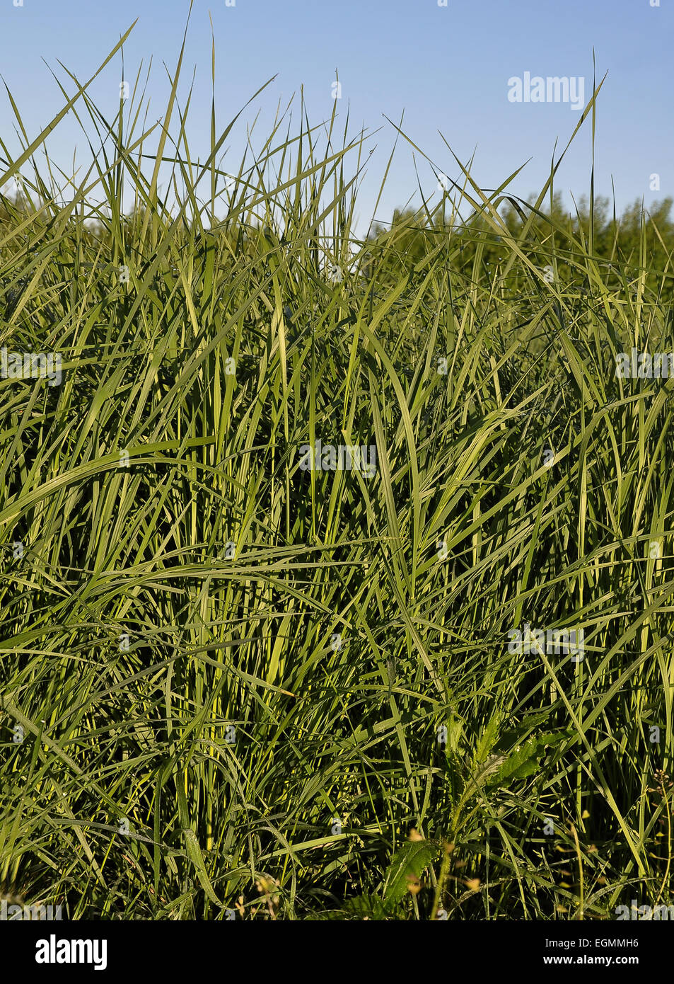 Agropyron hires stock photography and images Alamy