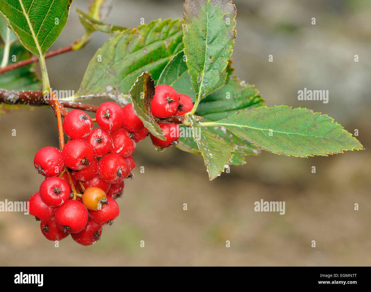 Grey-leaved Whitebeam Berries - Sorbus porrigentiformis Endemic to S.W.England & S. Wales Stock Photo