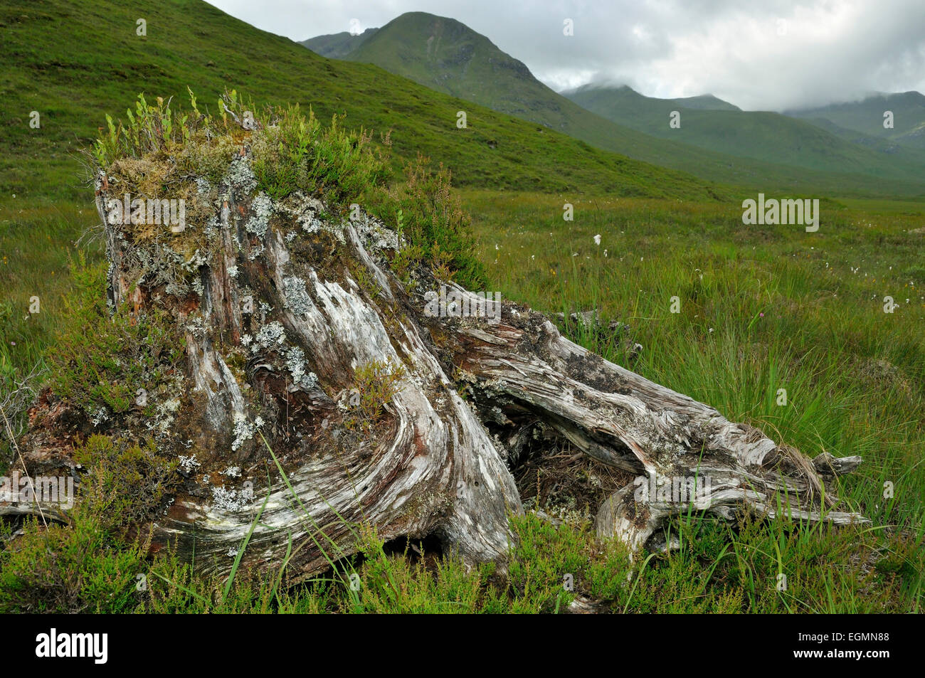 Old tree Stump in Glen Shiel, Scotland Stock Photo