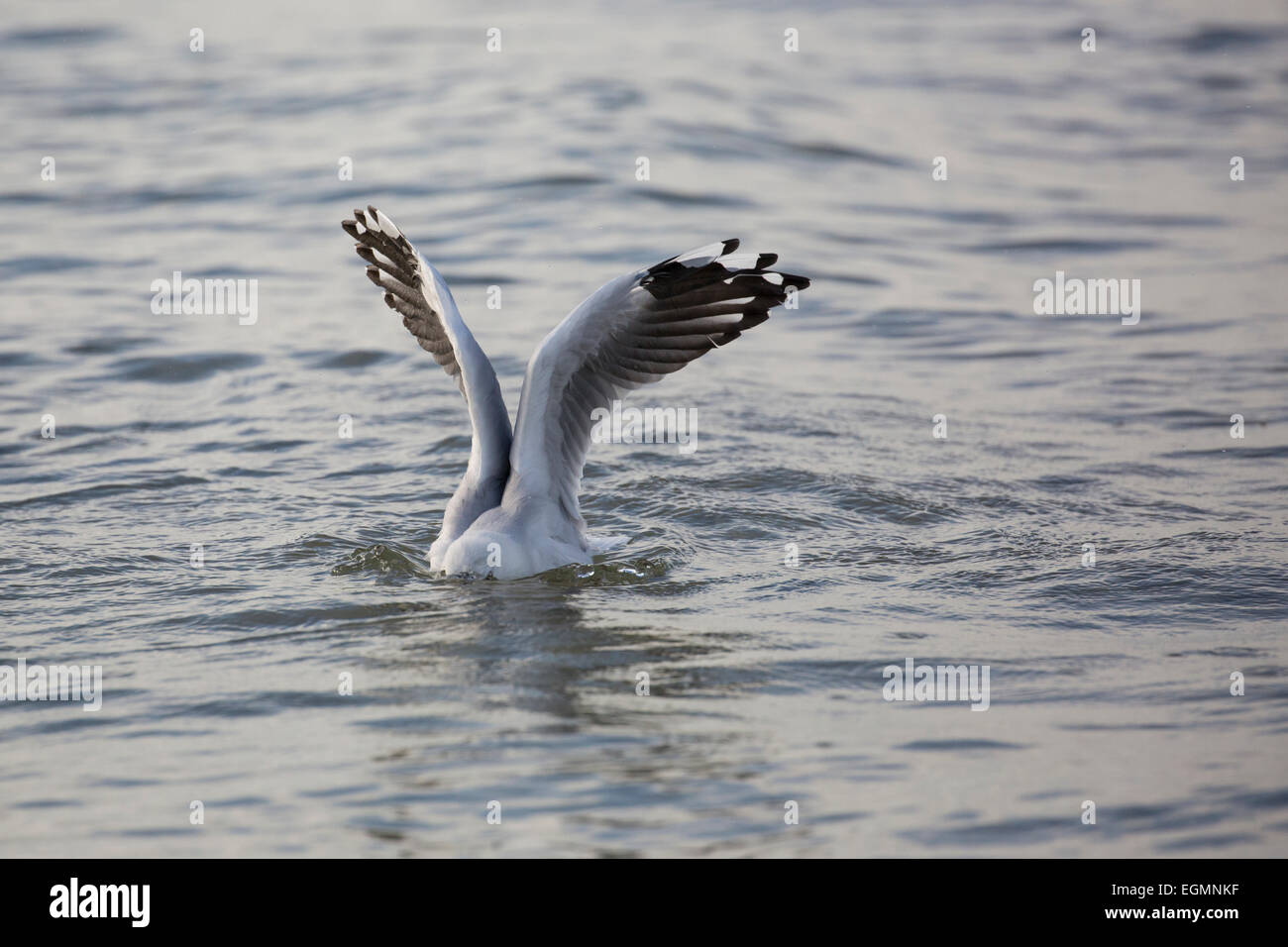 Seagull diving hi res stock photography and images Alamy