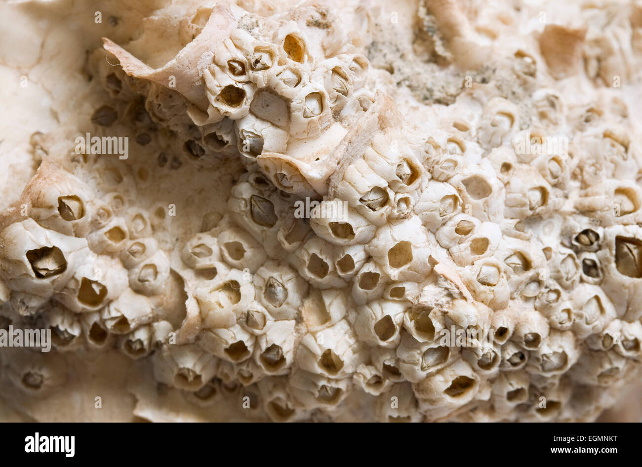 Shells from Balanus crenatus on an oyster shell. Can be used as background Stock Photo