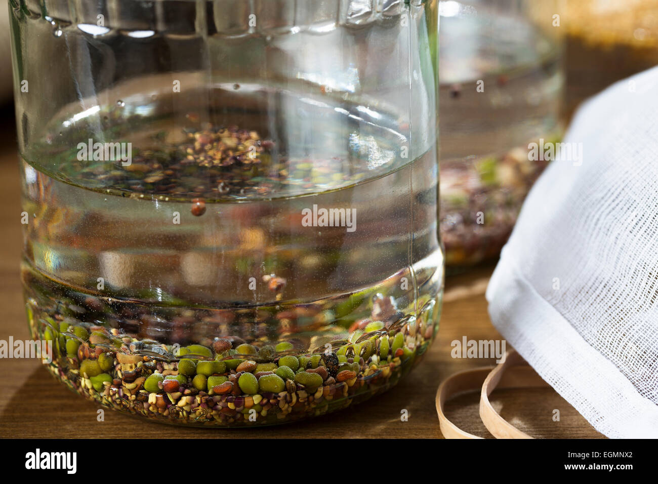 Mung beans and other beans and seeds in soaking in a sprouting jar. Stock Photo