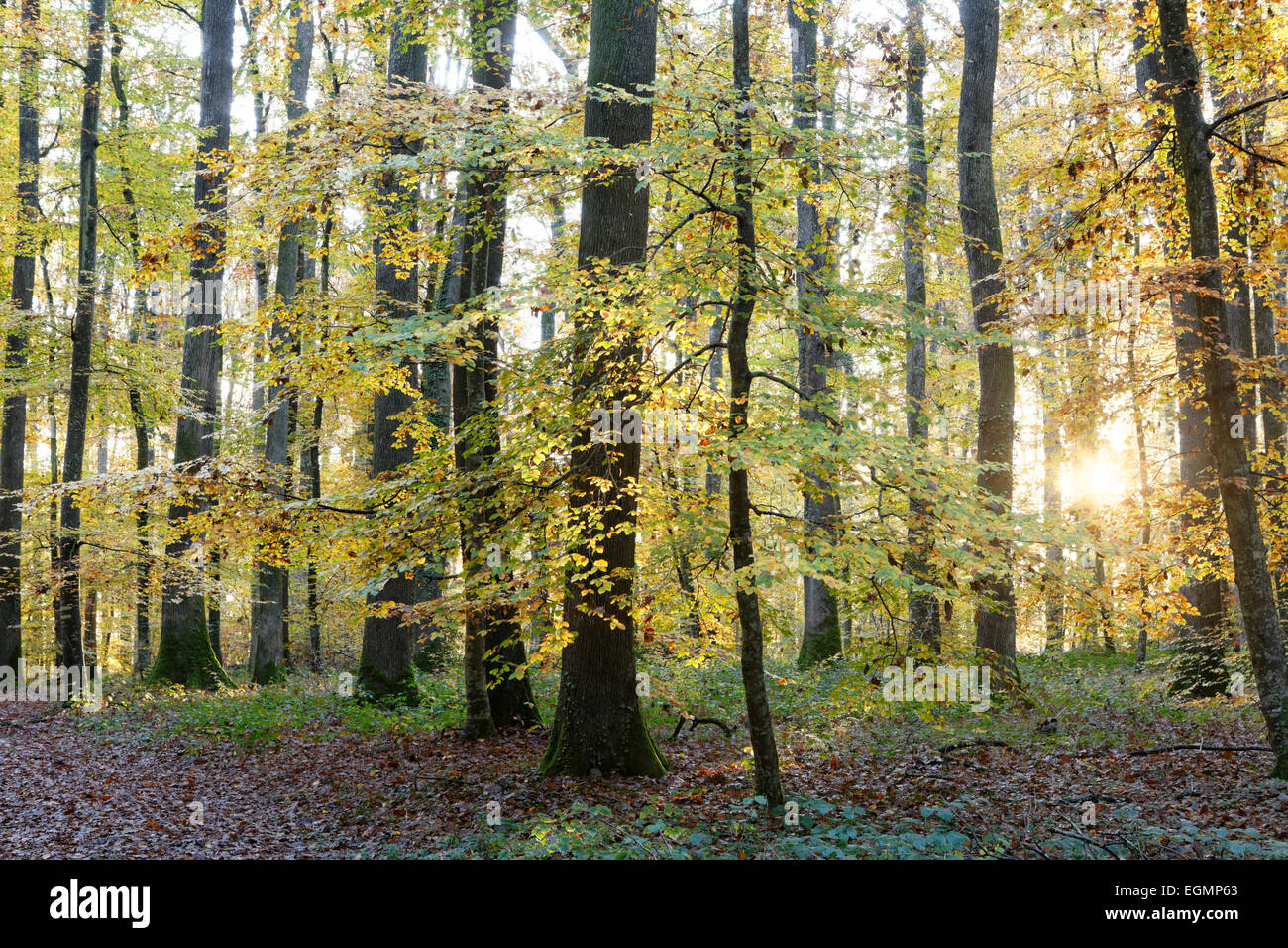 Sessile Oaks (Quercus petraea), oak forest of Moladiers, Bourbonnais, Allier, Auvergne, France Stock Photo