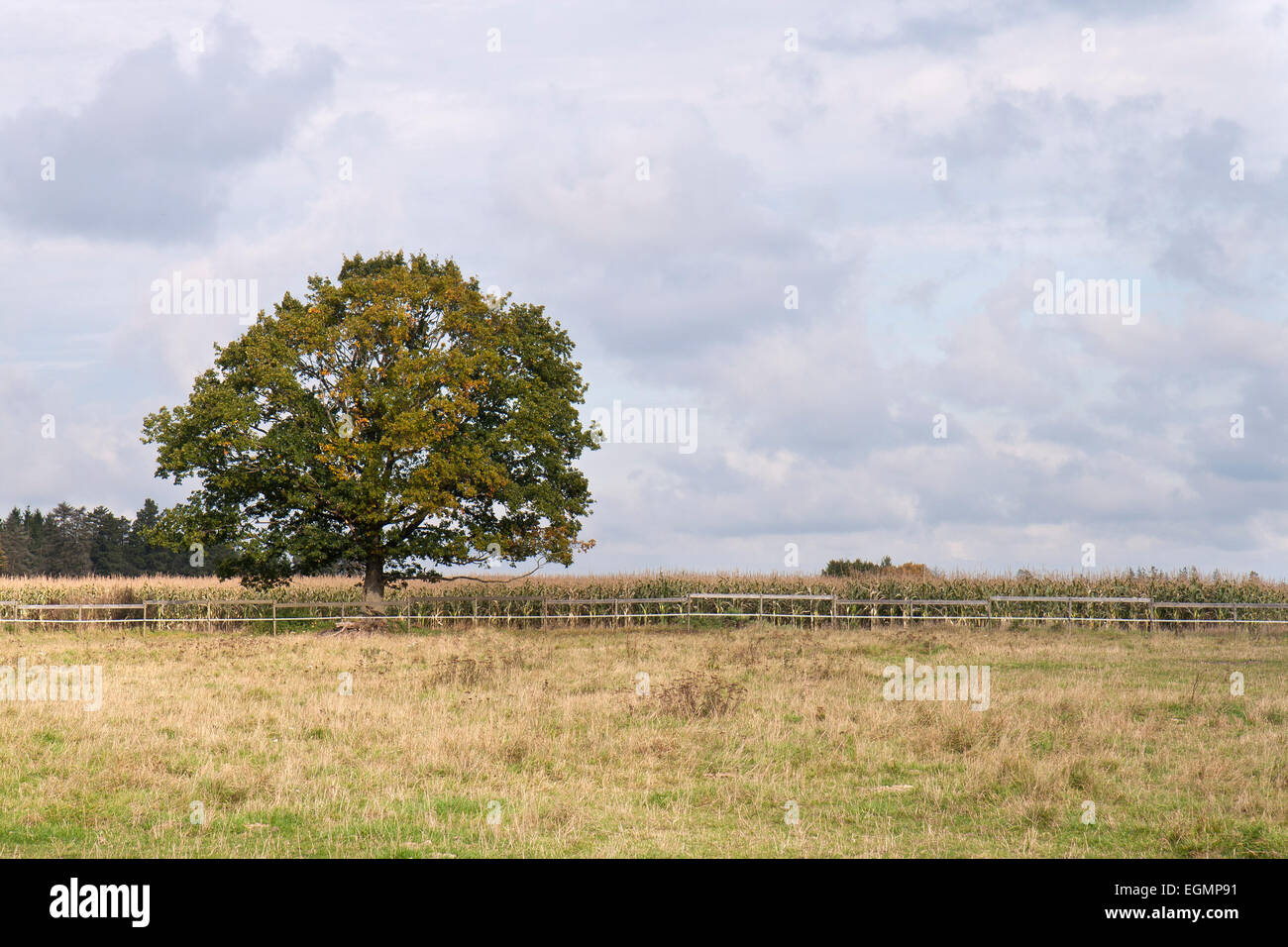 Lonely Tree in the Corn Field. Can be used as background Stock Photo ...