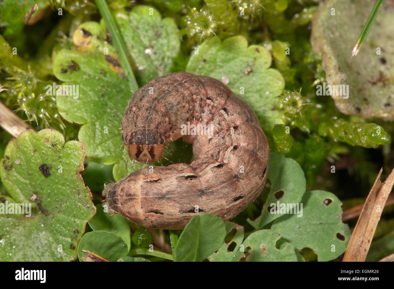 Large Yellow Underwing Moth (Noctua pronuba), caterpillar, Baden-Württemberg, Germany Stock Photo