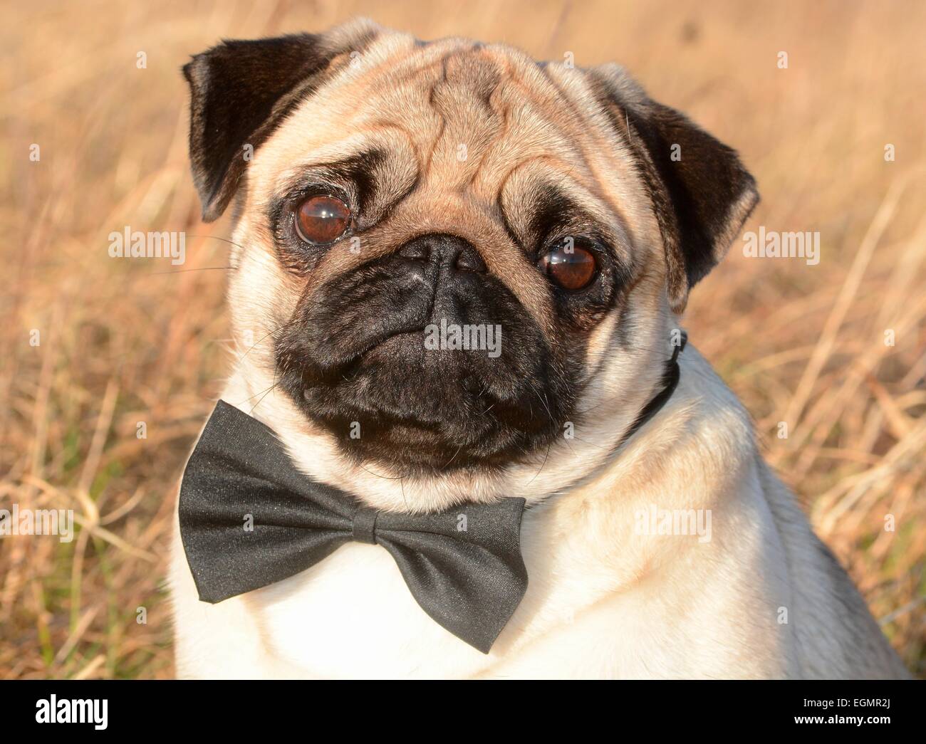 Pug 2025 bow tie