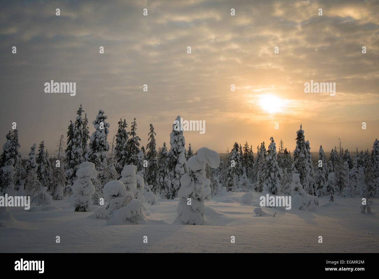 Snow-covered spruces, Fjell in winter, Riisitunturi National Park, Posio, Lapland, Finland Stock Photo