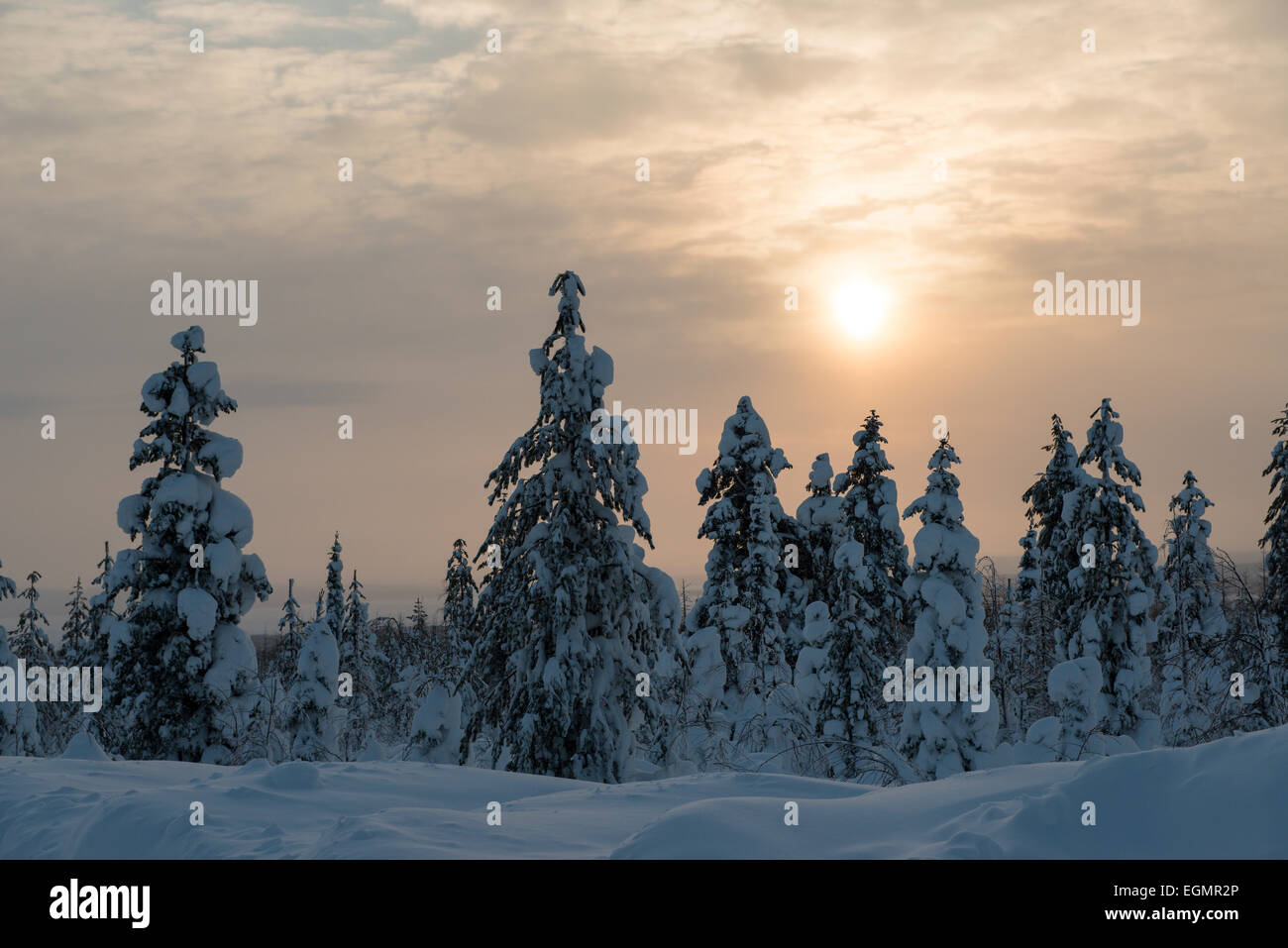 Snow-covered spruces, Fjell in winter, Riisitunturi National Park, Posio, Lapland, Finland Stock Photo