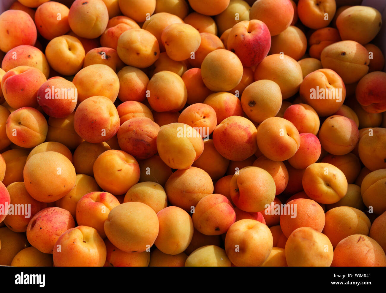 Wachau apricots, Spitz, Wachau, Lower Austria, Austria Stock Photo