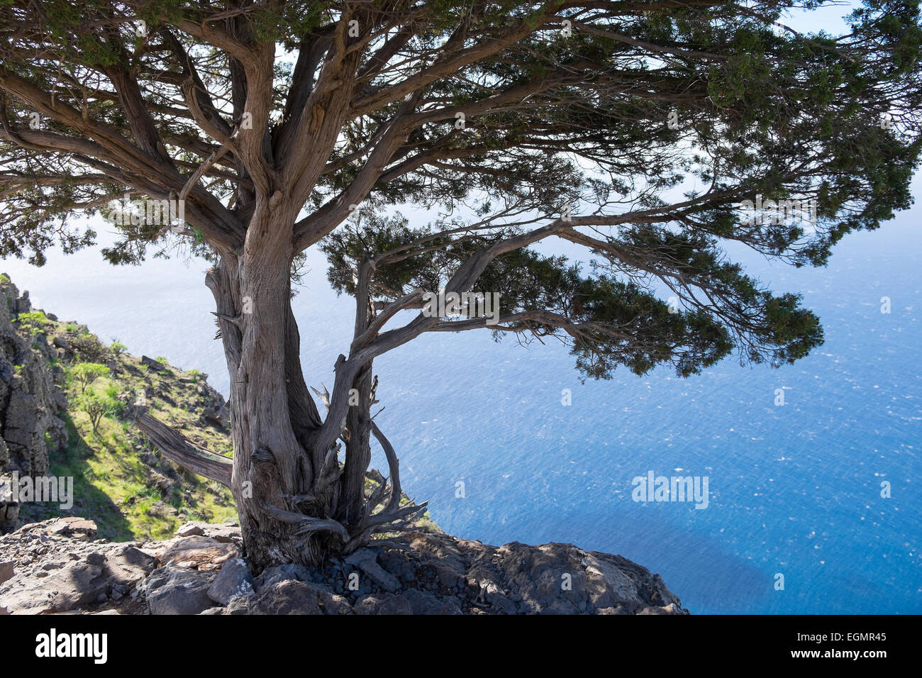 Canary Islands Juniper (Juniperus cedrus), La Merica, Valle Gran Rey, La Gomera, Canary Islands, Spain Stock Photo