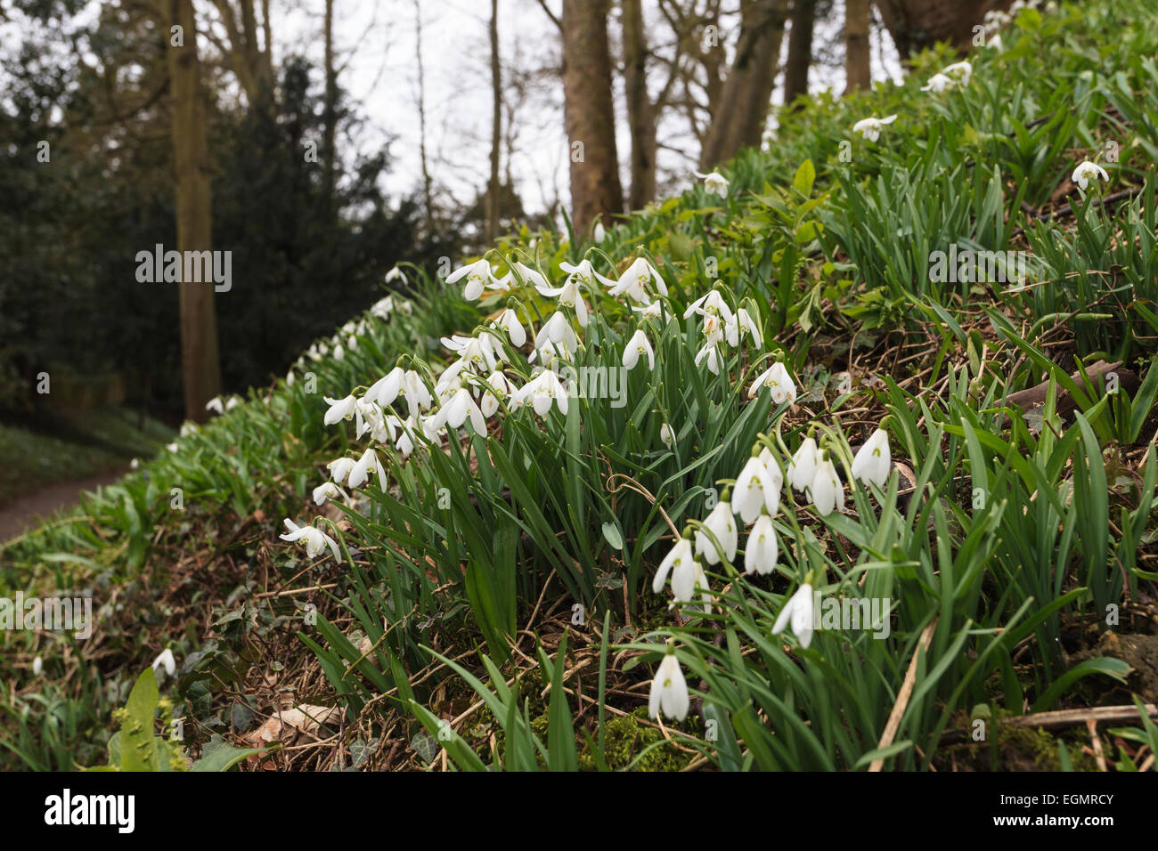 Snowdrops at Benington lordship Gardens Hertfordshire (Galanthus) - UK Stock Photo