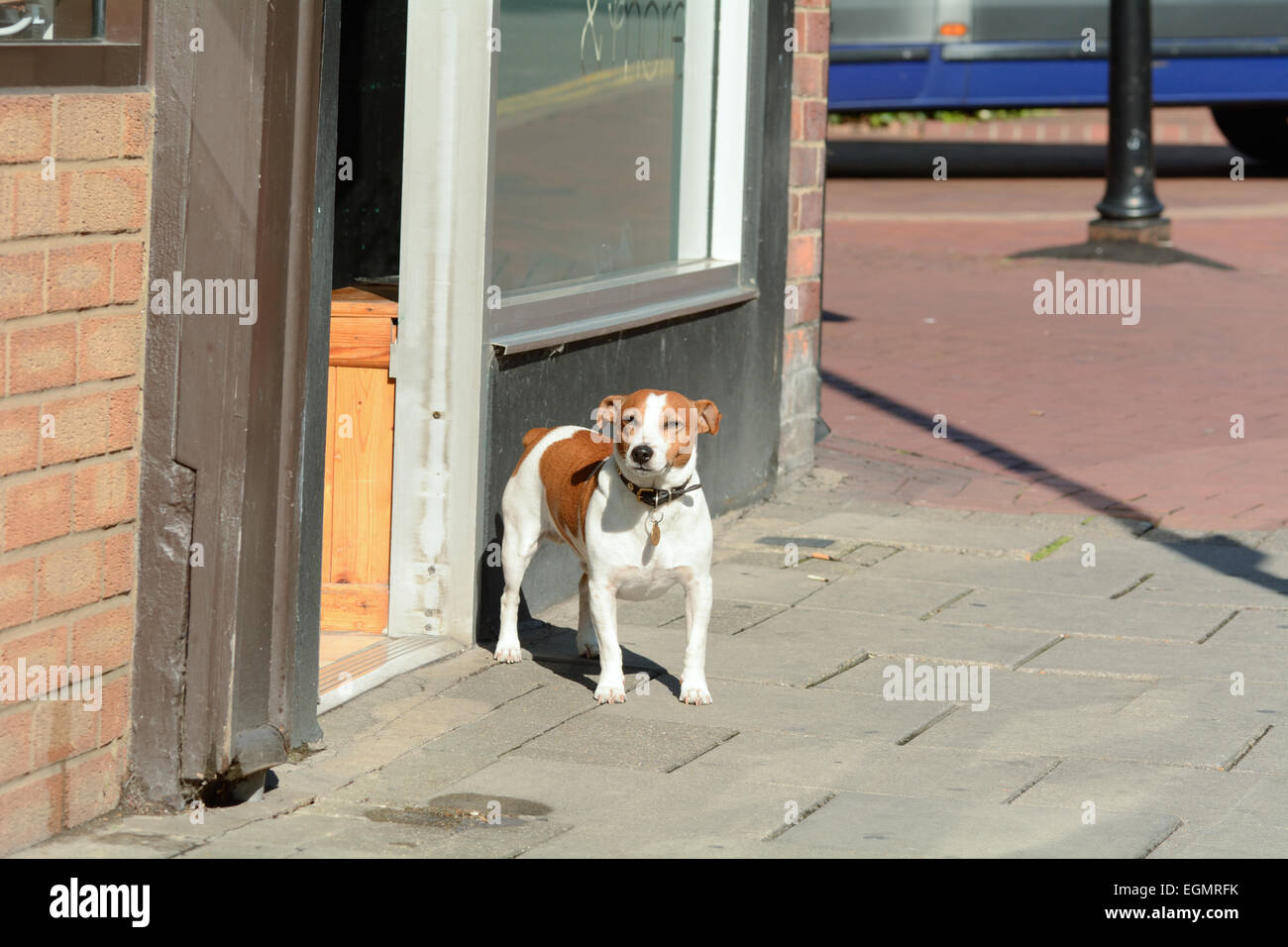 jack russell haircut
