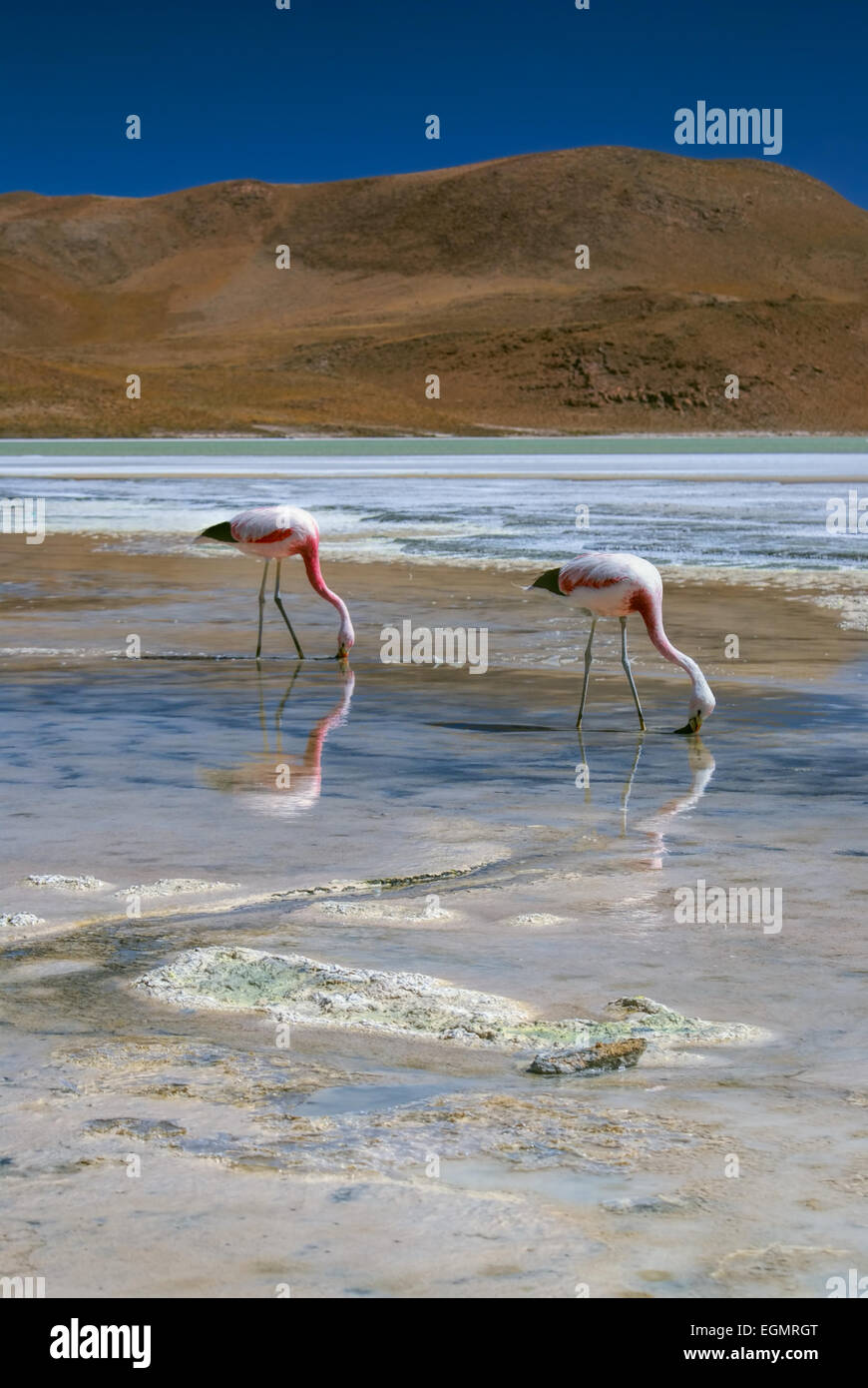 Flamingos in salty shallow lake in bolivian desert near Salar de Uyuni Stock Photo