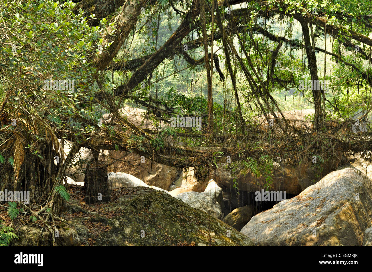 Old root bridge near Cherapunjee, Meghalaya, India Stock Photo