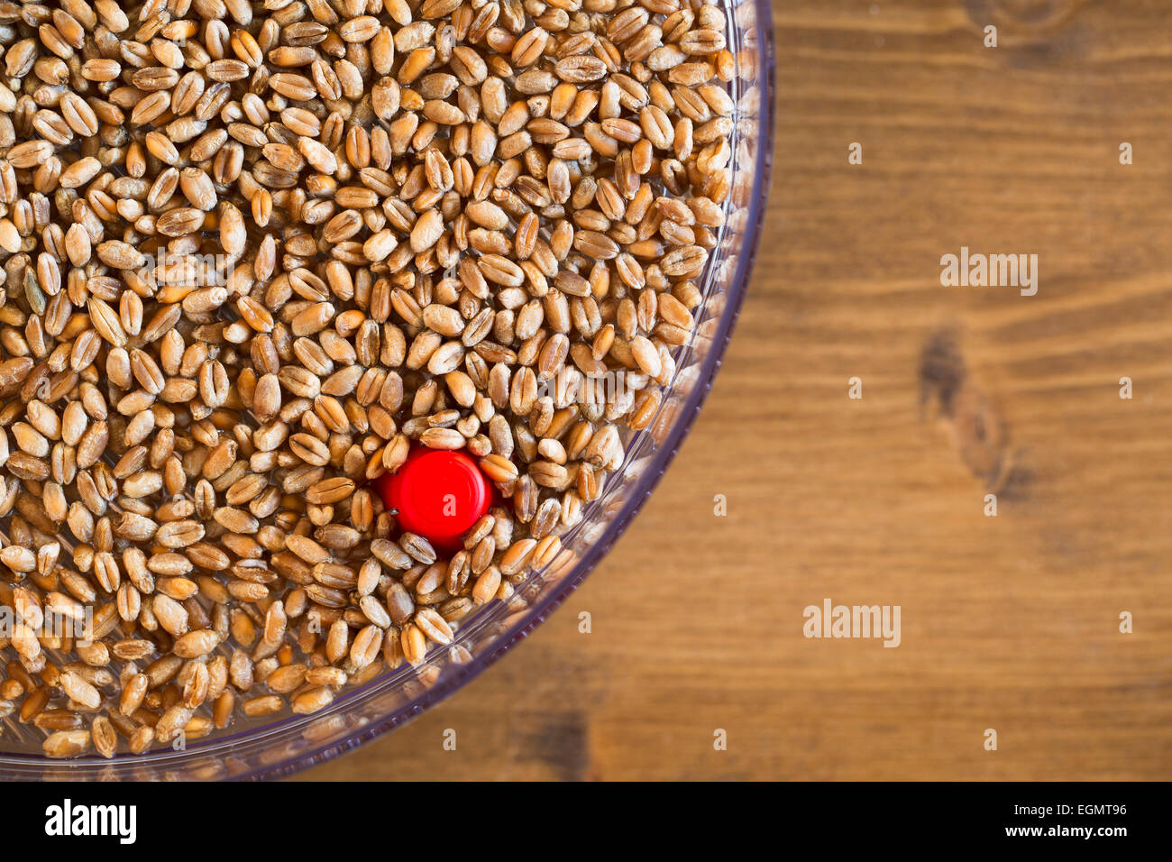 Wheat berries for sprouting in sprouting tray Stock Photo Alamy