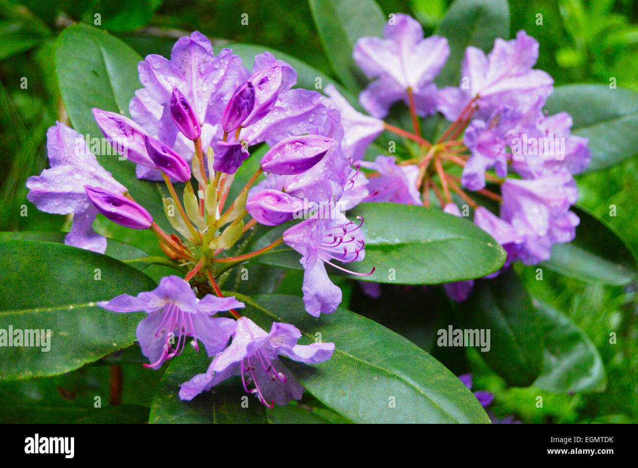 Purple rhododendron flower, with unopened buds Stock Photo Alamy