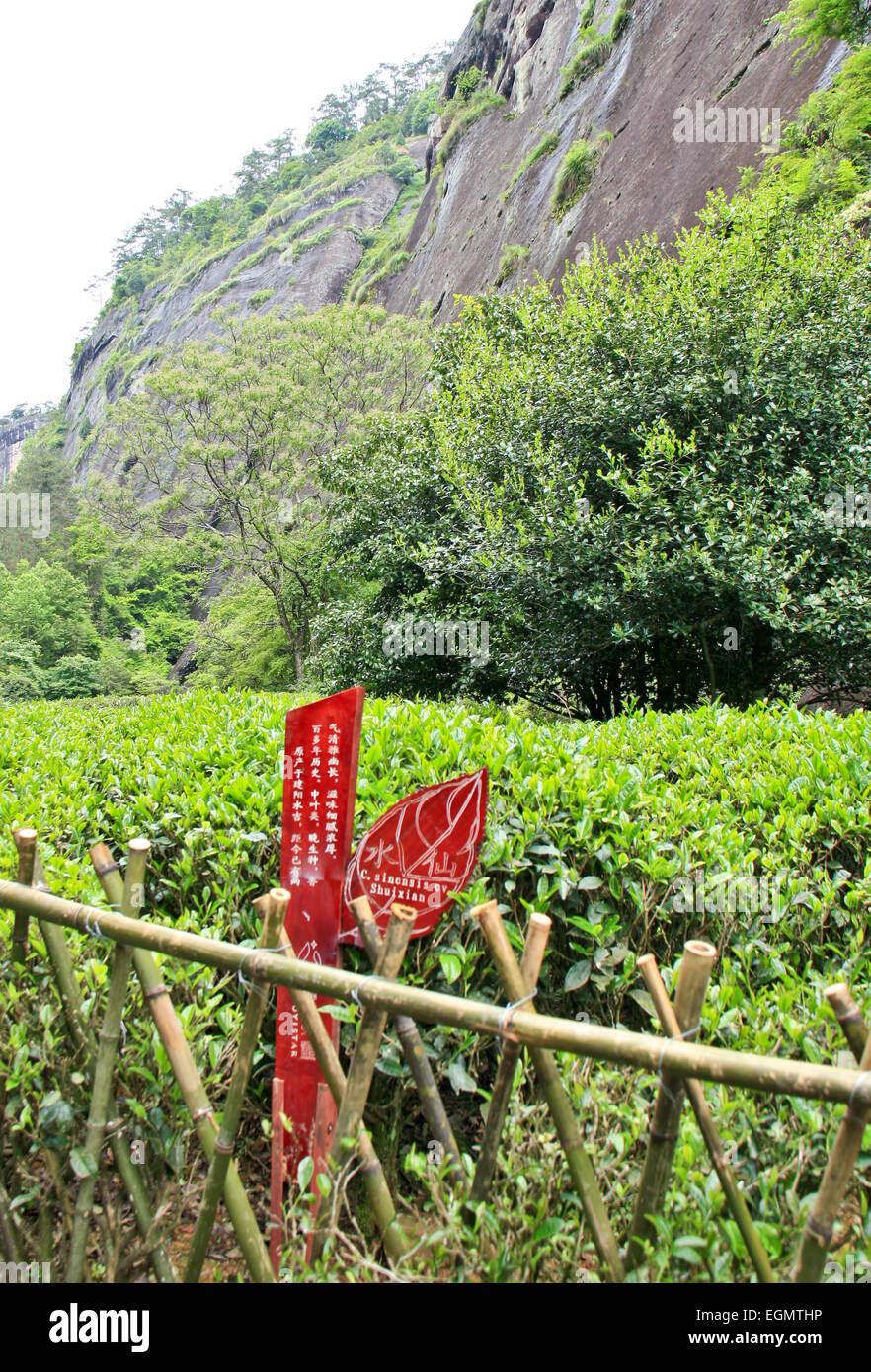 Hong Pao tea the most expensive tea in the world Stock Photo Alamy