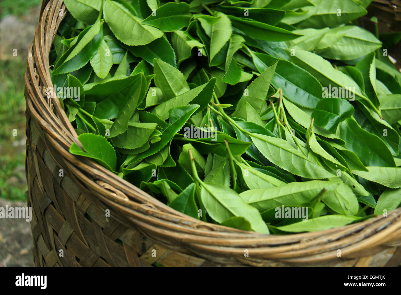Fresh tea leaves are collected in baskets for further processing. Stock Photo