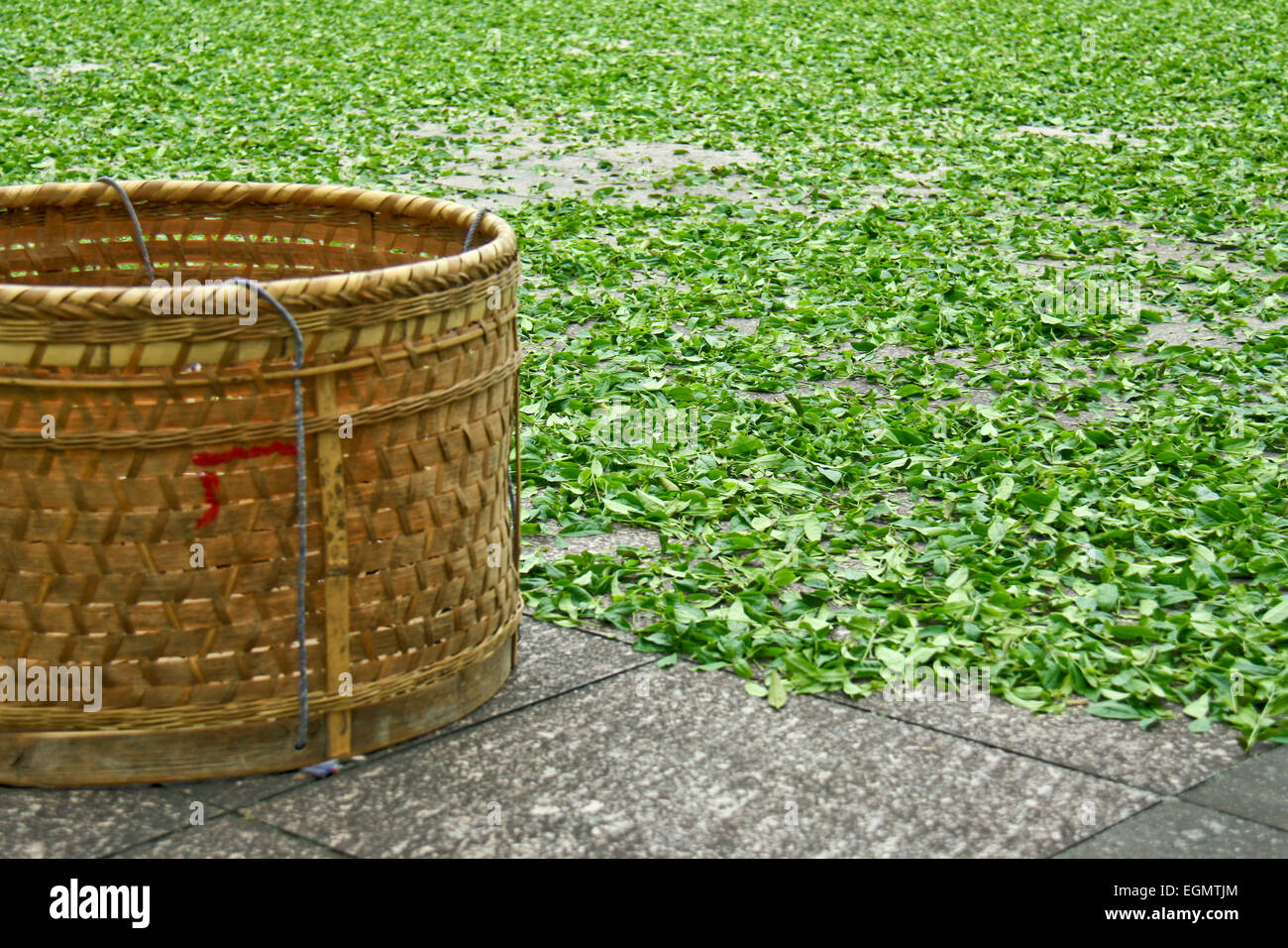 Hong Pao tea the most expensive tea in the world Stock Photo Alamy