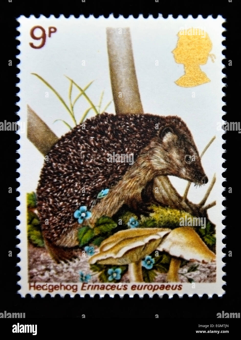 Postage stamp. Great Britain. Queen Elizabeth II. 1977. British Wildlife. Hedgehog. Erinaceus europaeus. 9p. Stock Photo