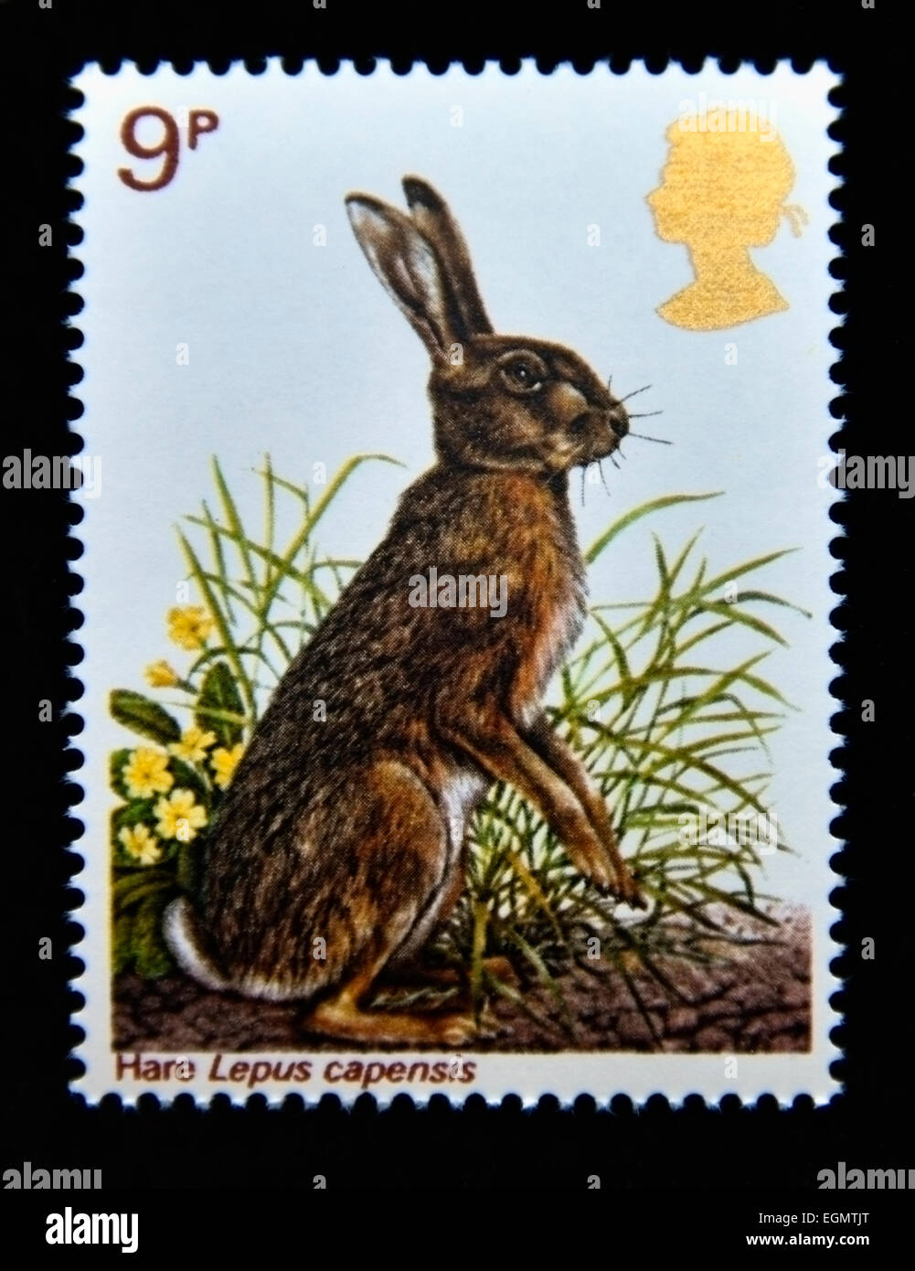 Postage stamp. Great Britain. Queen Elizabeth II. 1977. British Wildlife. Hare. Lepus capensis. 9p. Stock Photo