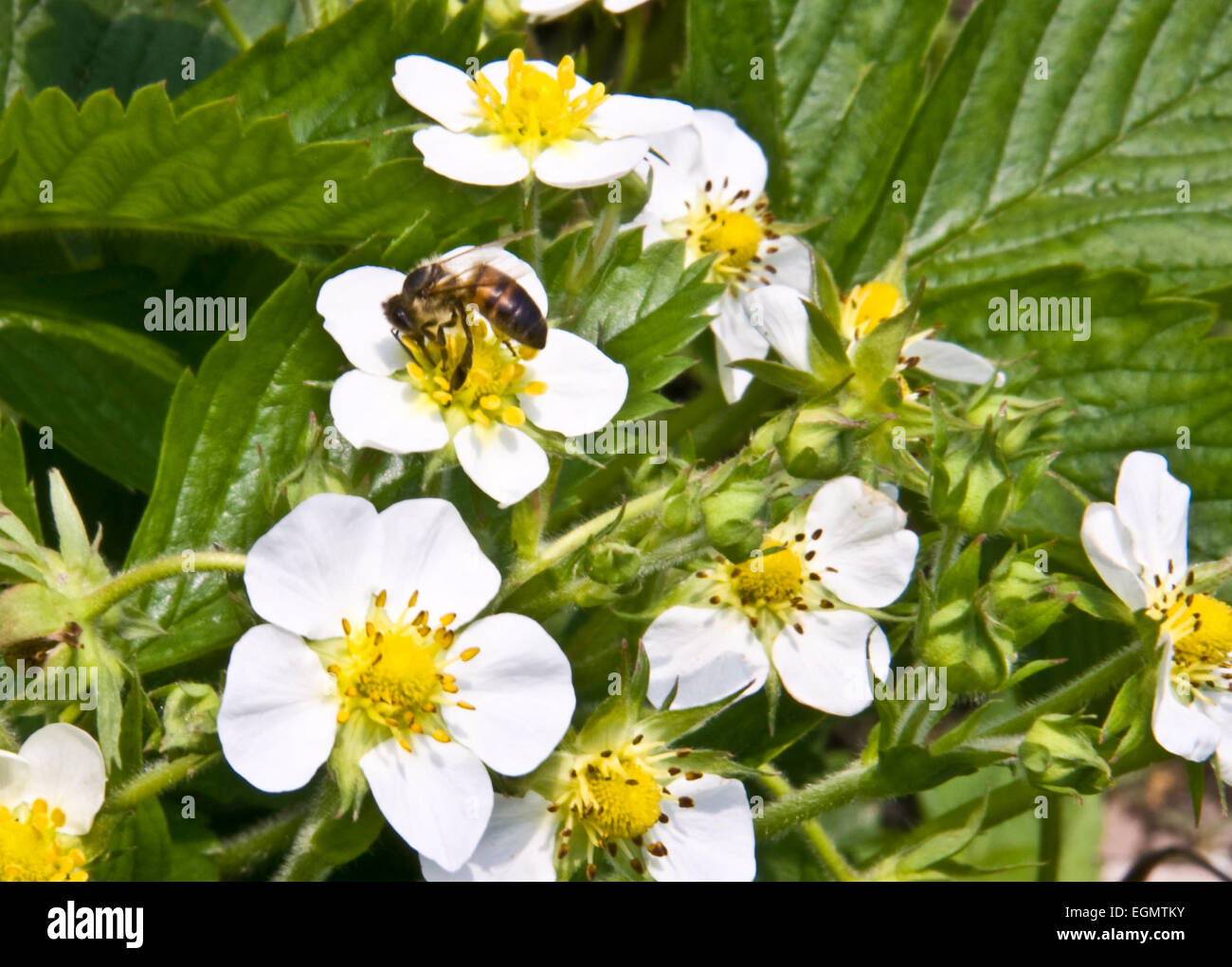 Bees collect nectar from the flowers of strawberry. Stock Photo