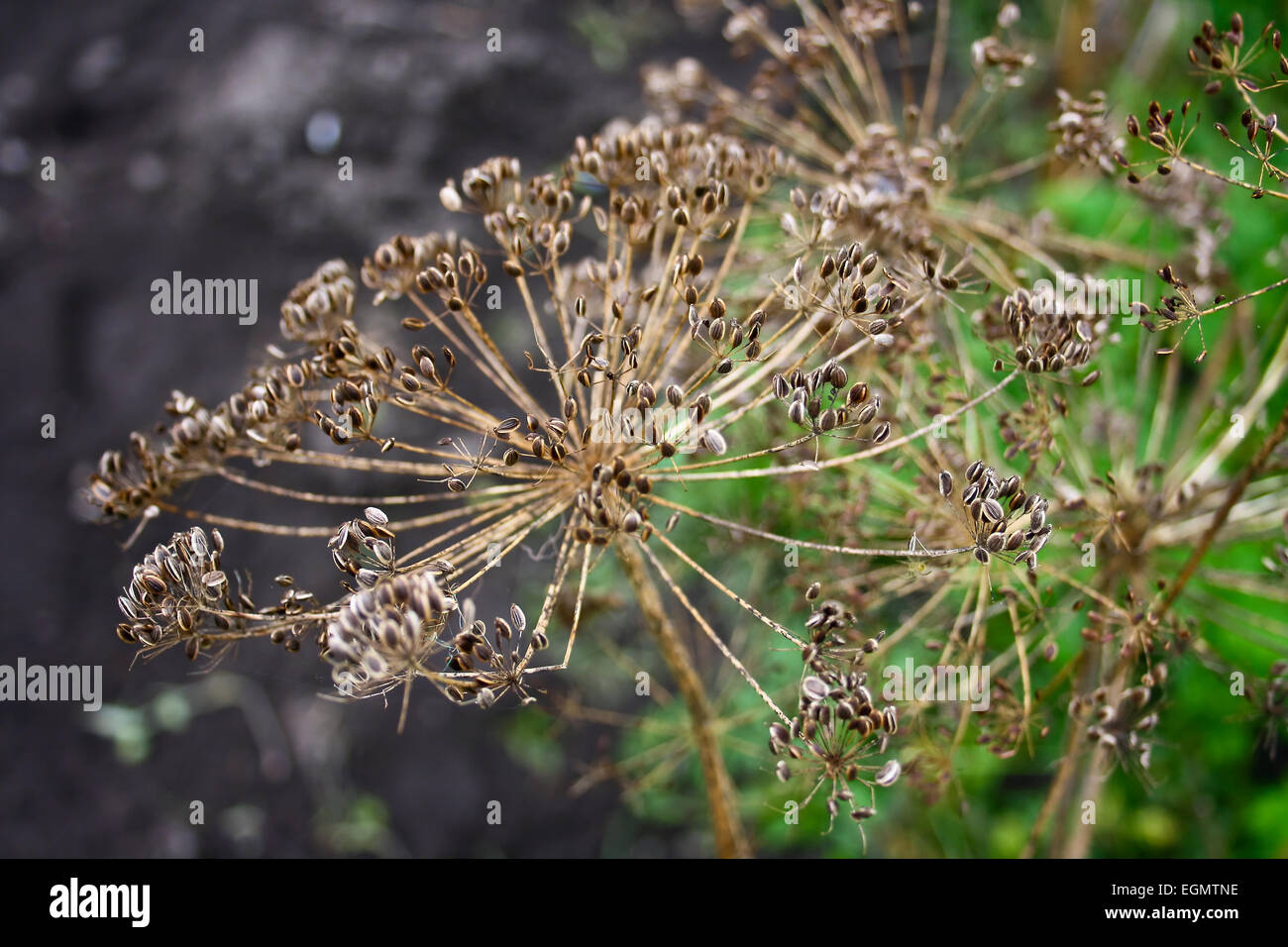 mature seeds of dill fragrant spice and ingredient delicious dishes
