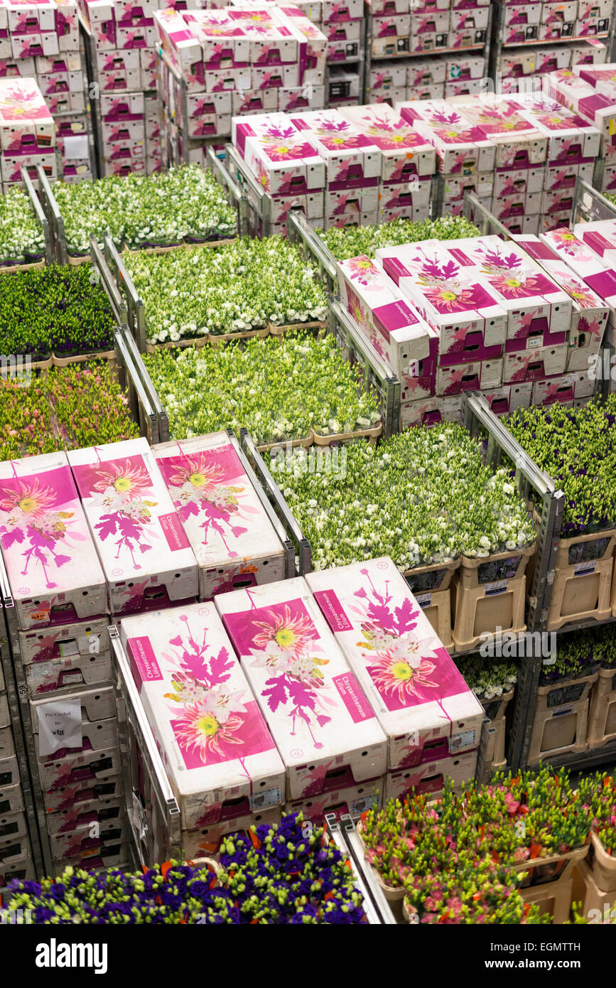 Boxes of flowers at the Flora Holland flower auction at Aalsmeer