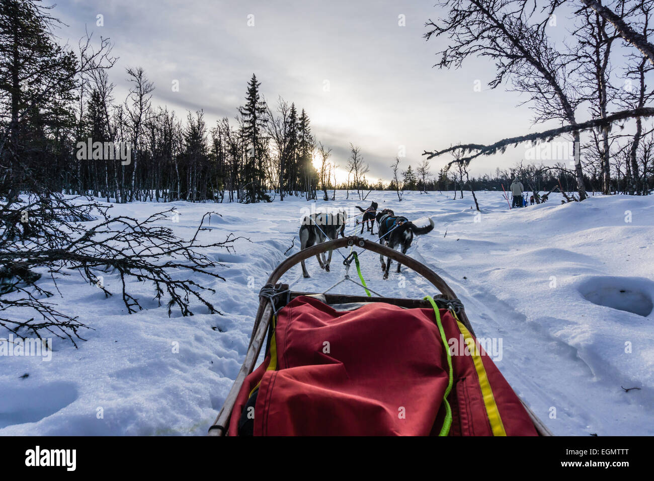 First person view from a dog sled pulled by huskies traveling through the snow in Geilo, Norway. Stock Photo