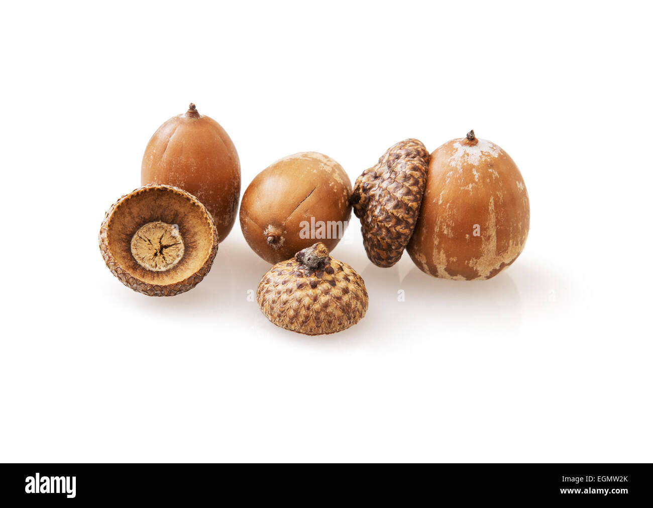 Acorns on the white background. The acorn, or oak nut, is the nut of the oaks and their close relatives (genera Quercus and Lith Stock Photo