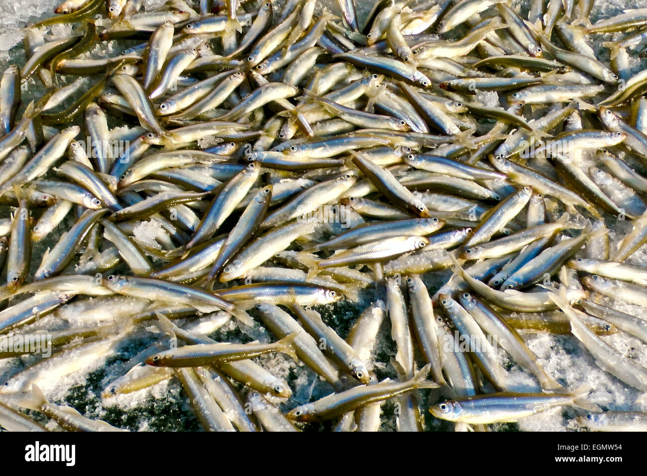 Fresh caught fish Stock Photo Alamy