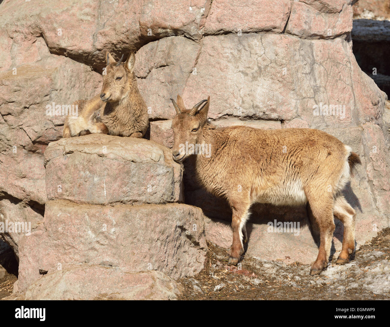 East Caucasian tur or Daghestan tur (Capra caucasica cylindricornis ...