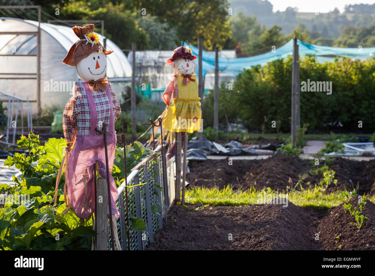 Scarecrow on summery  allotment garden Stock Photo