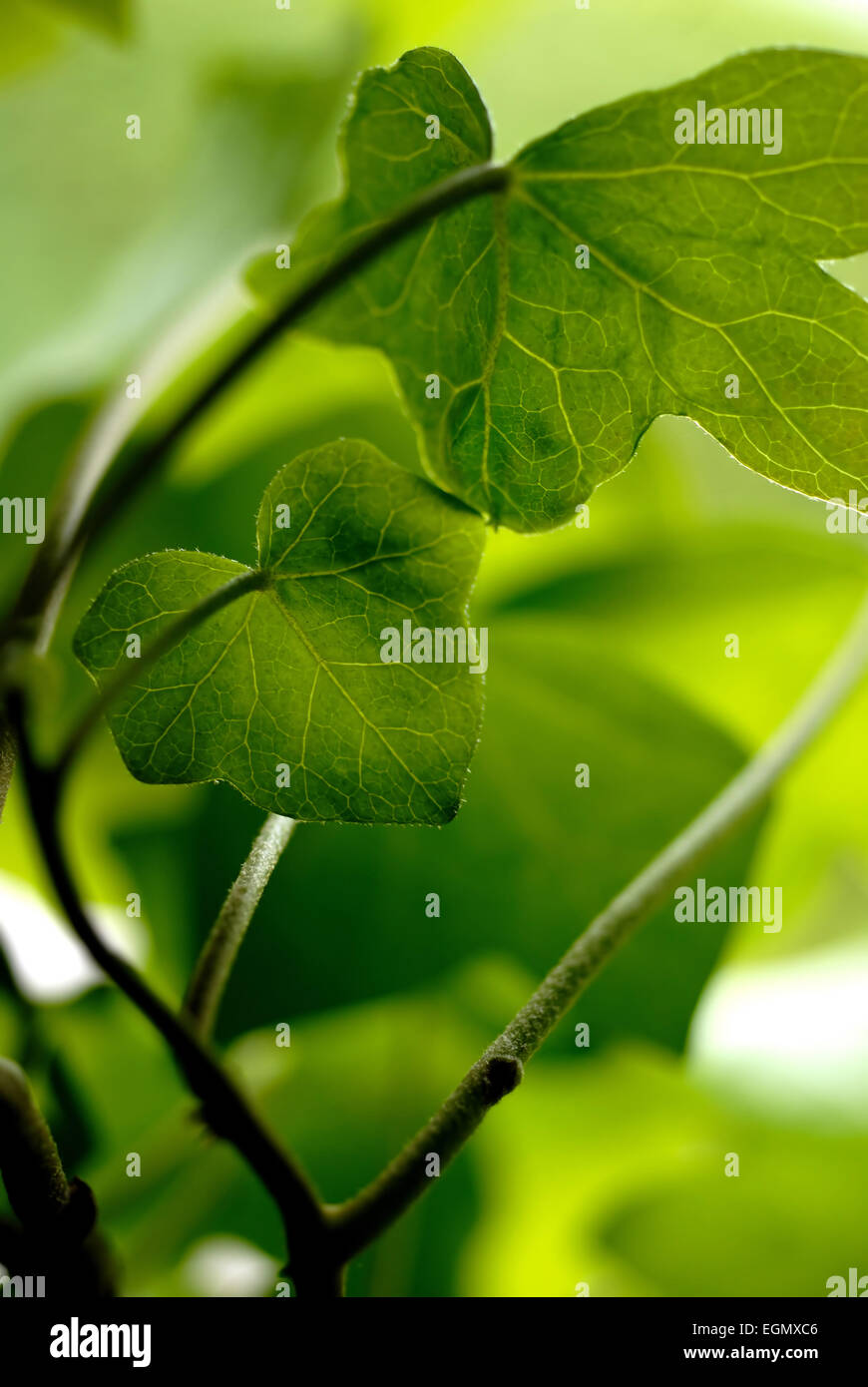 Poison Ivy / Poisonous plant Stock Photo Alamy