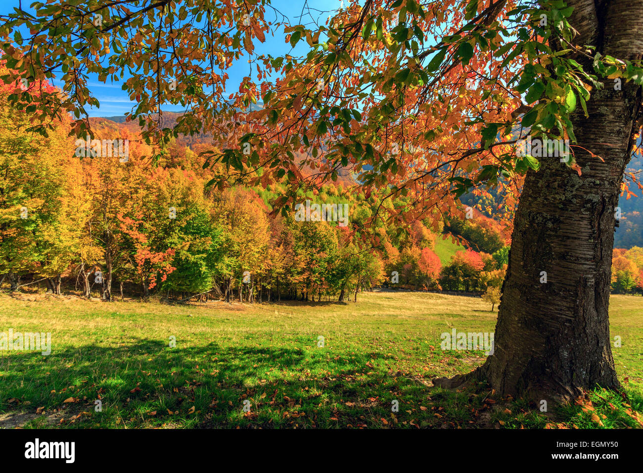 Autumn tree and green grass on a meadow Stock Photo - Alamy